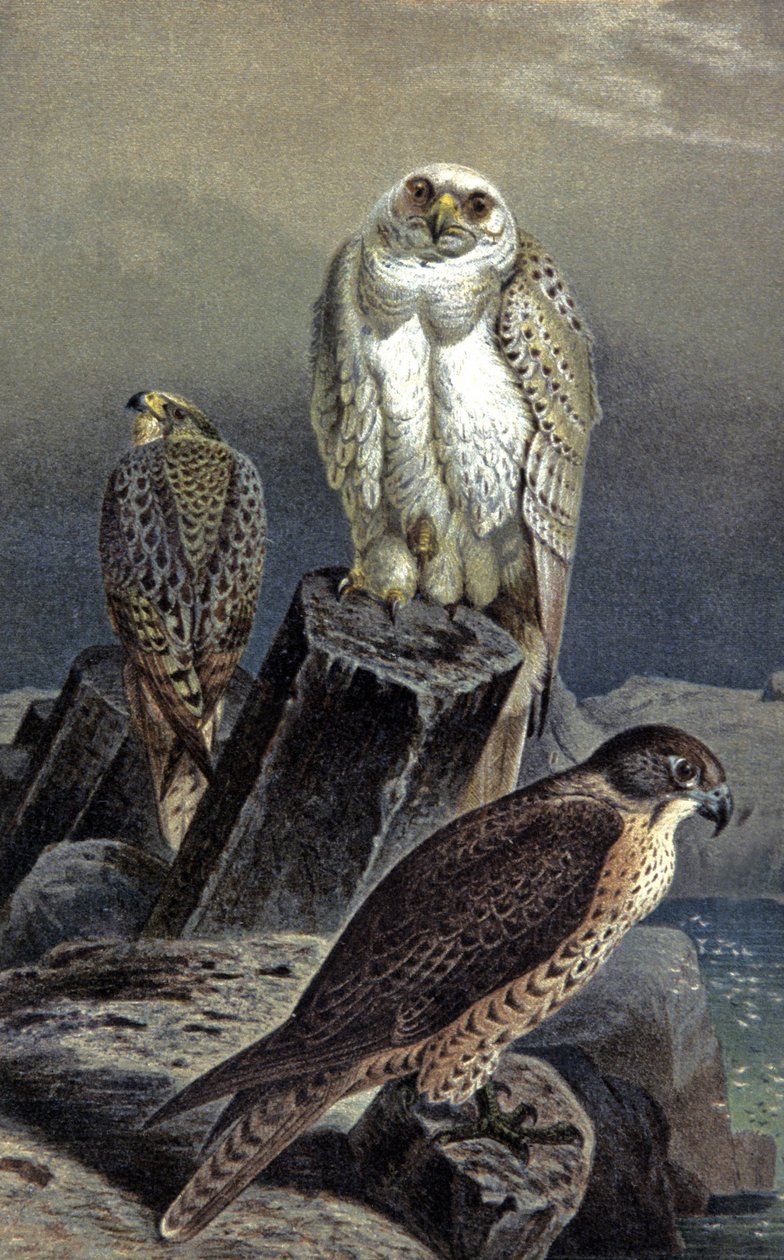 Falco da caccia, c.1910 (illustrazione) da Wilhelm Kuhnert