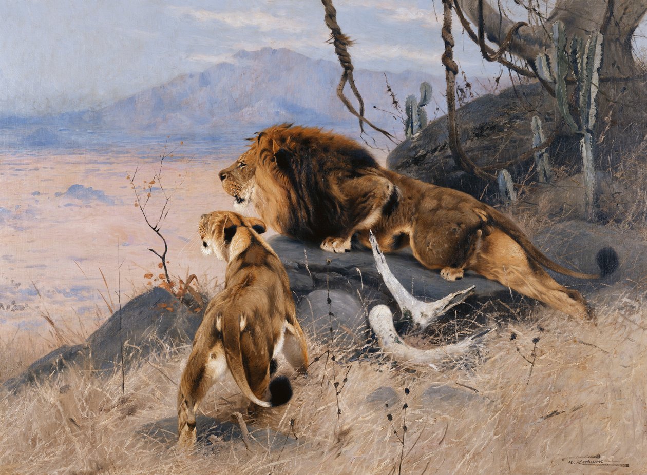 Leone e leonessa da Wilhelm Kuhnert