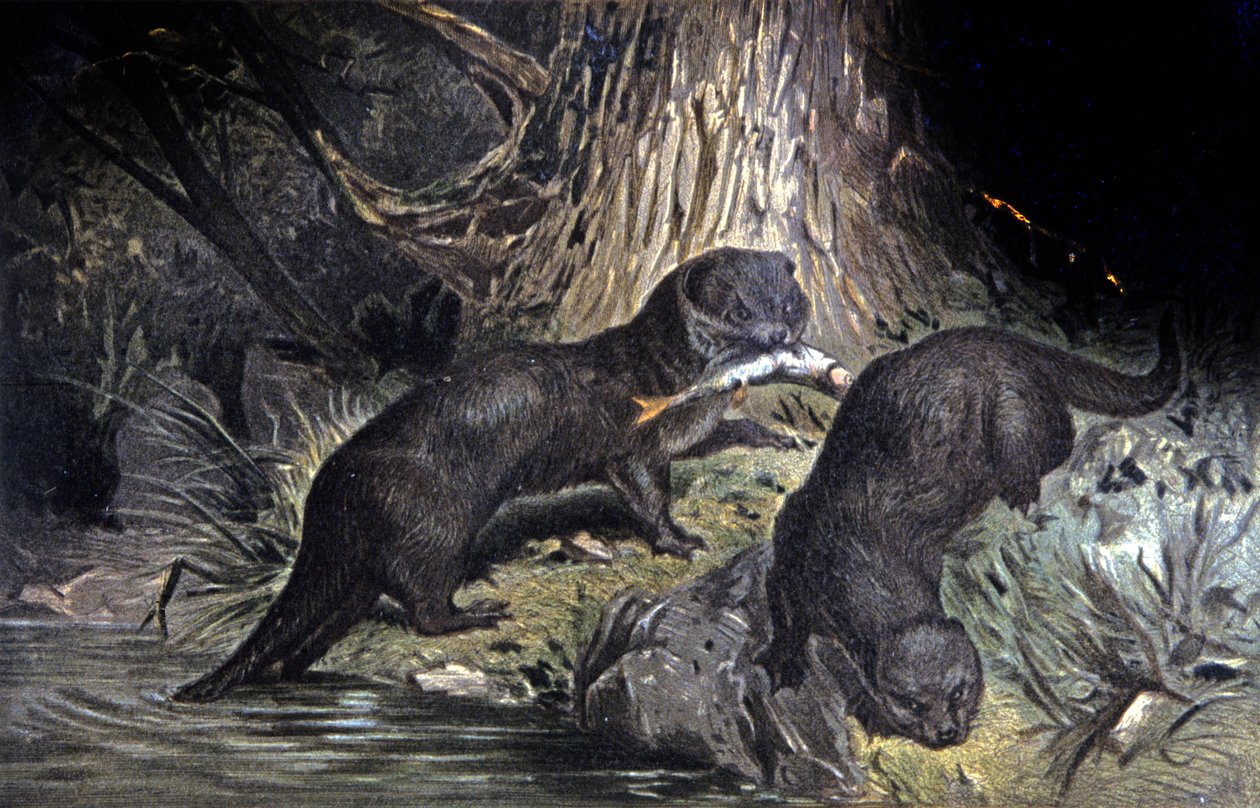 Lontra da Wilhelm Kuhnert