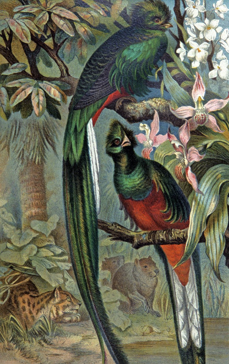 Quetzal splendente, c.1910 (illustrazione) da Wilhelm Kuhnert