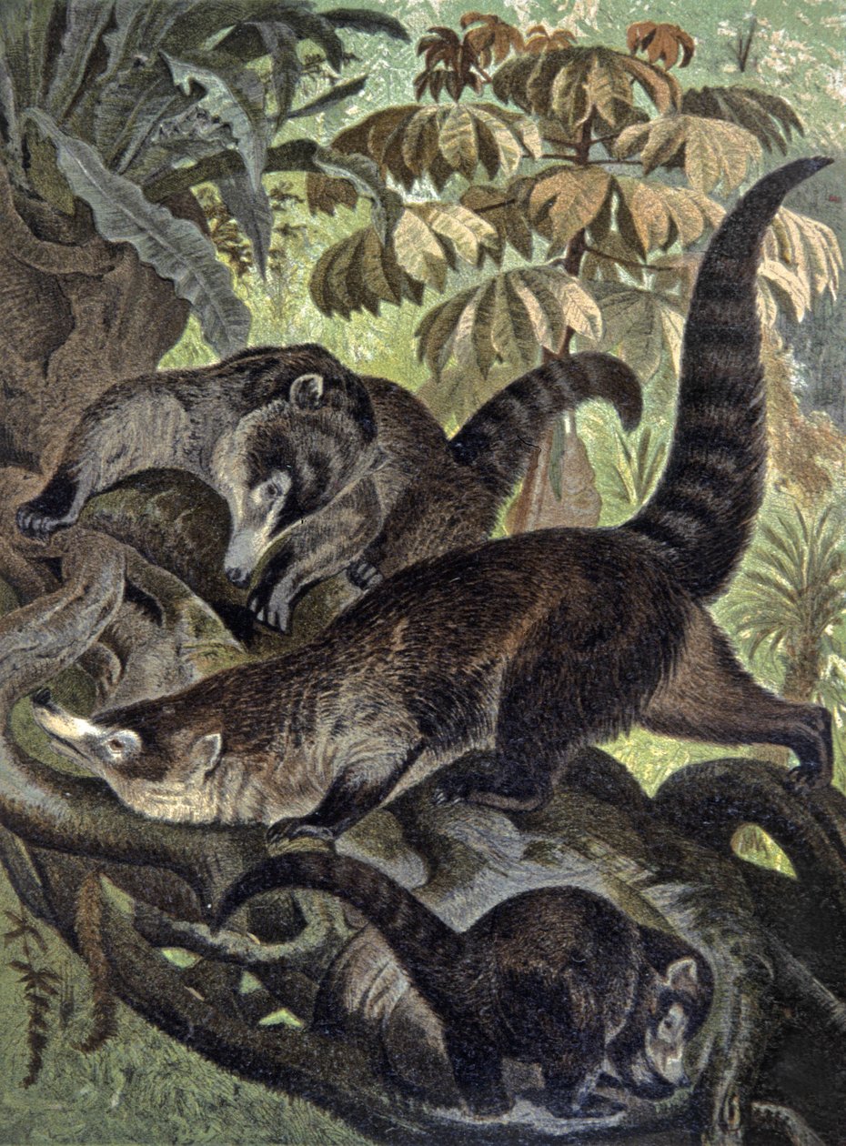 Coati dal naso bianco da Wilhelm Kuhnert