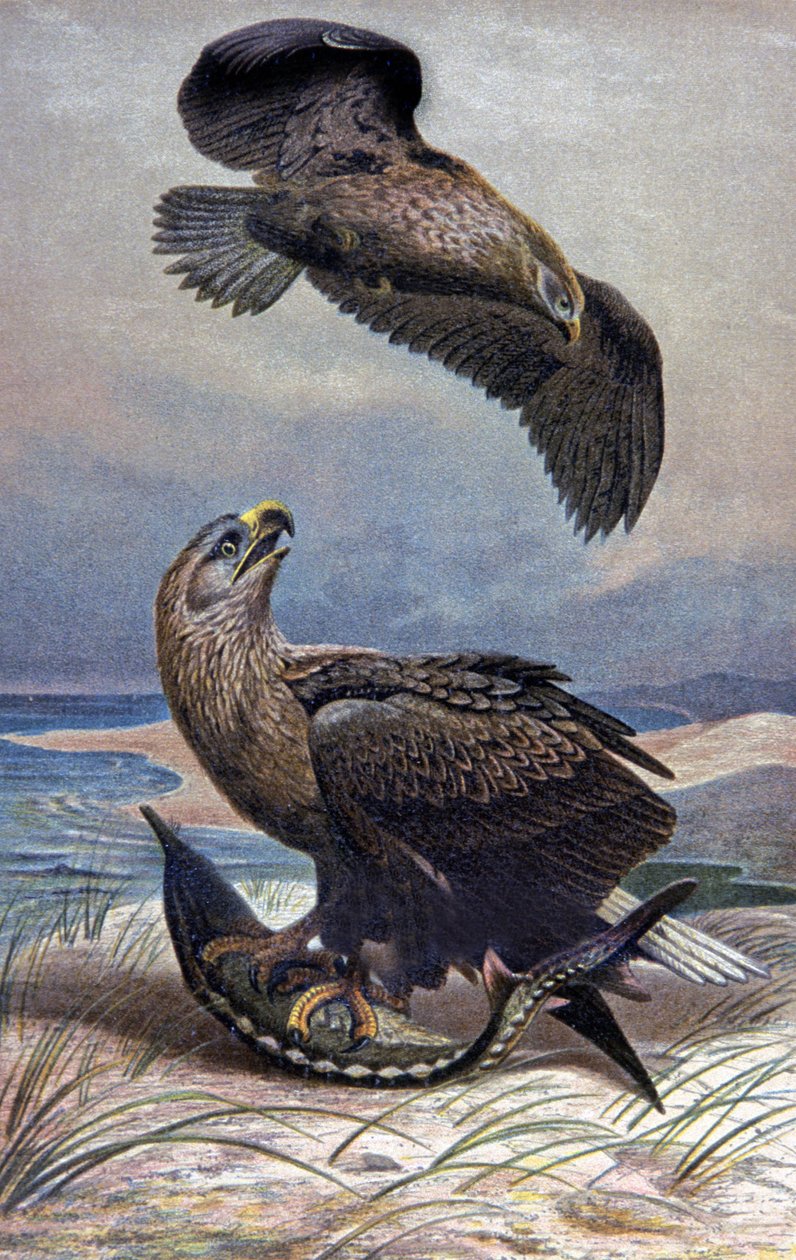 Aquila dalla coda bianca da Wilhelm Kuhnert