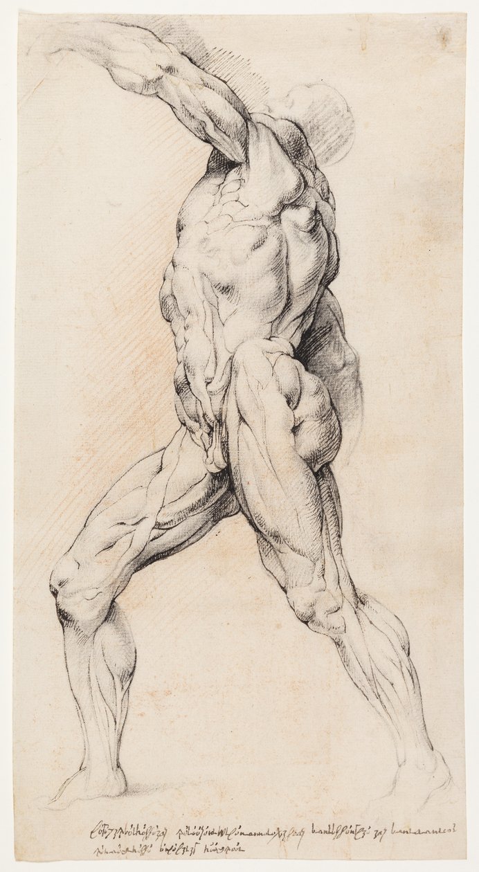 Studio anatomico (écorché) da Willem Panneels