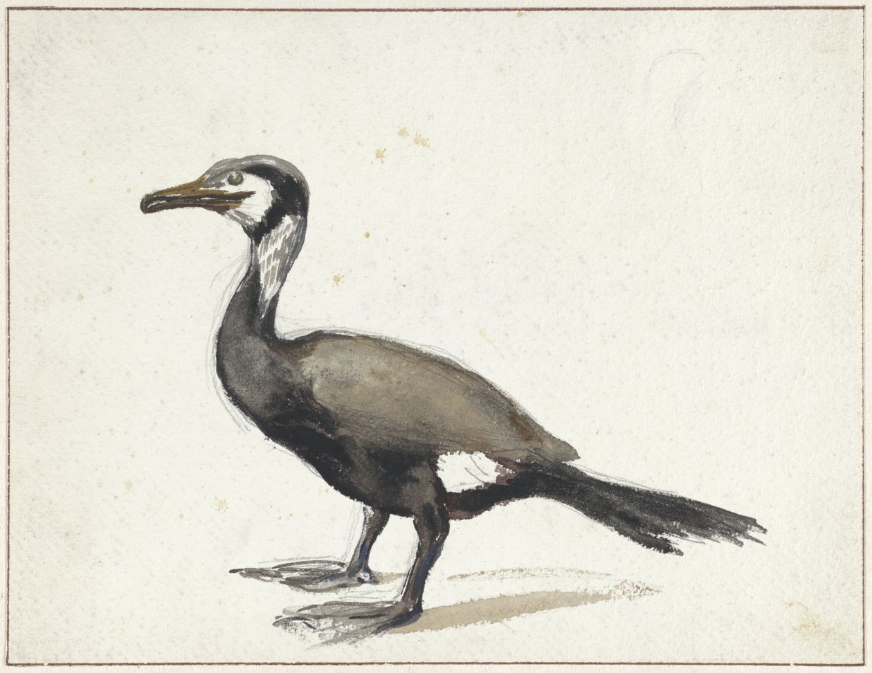 Cormorano da Willem Roelofs (I)