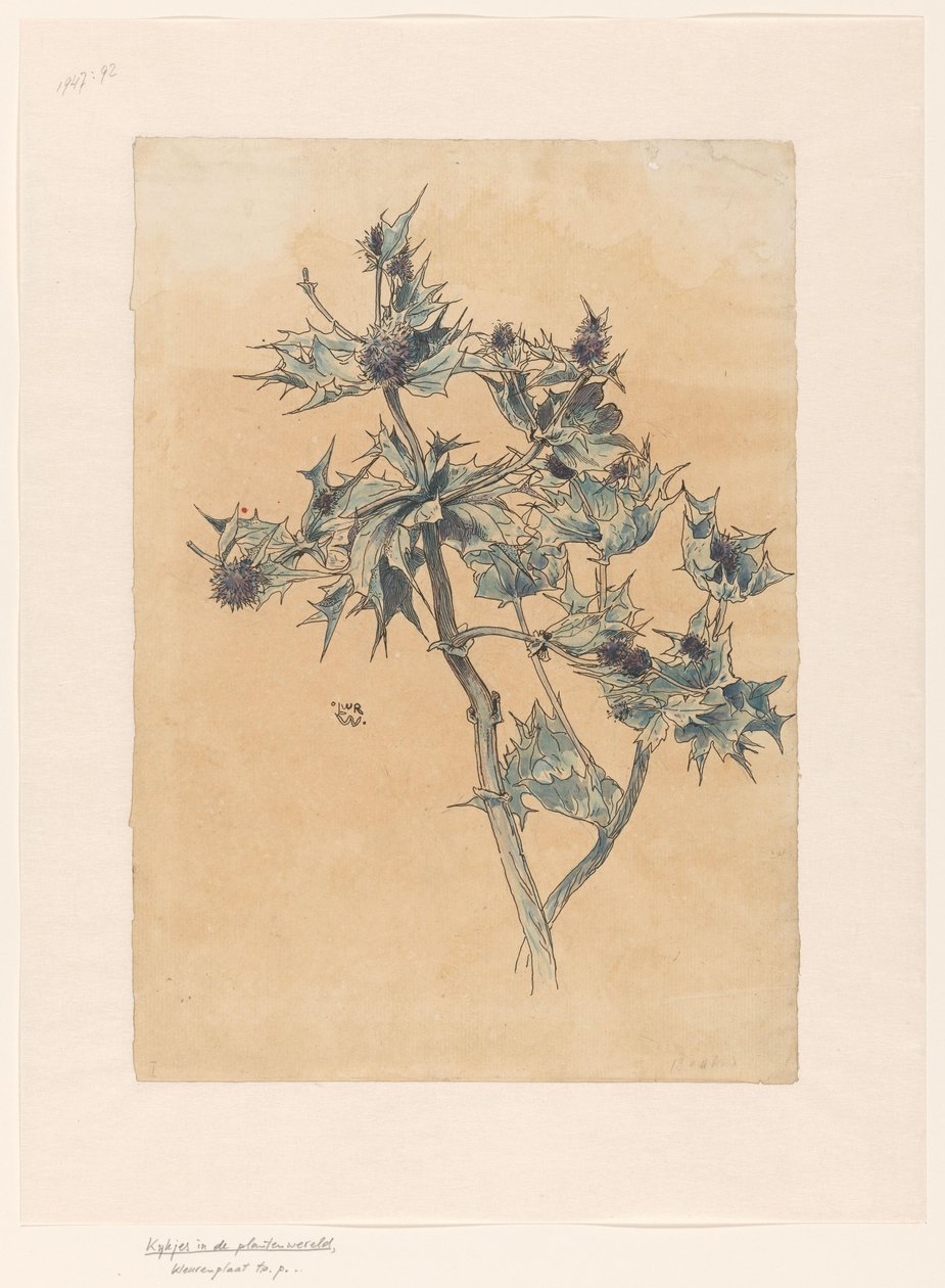 Cardi da Ludwig Willem Reymert Wenckebach
