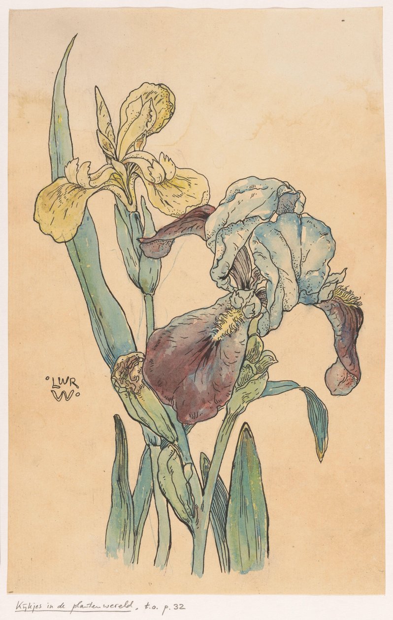 Iris da Ludwig Willem Reymert Wenckebach