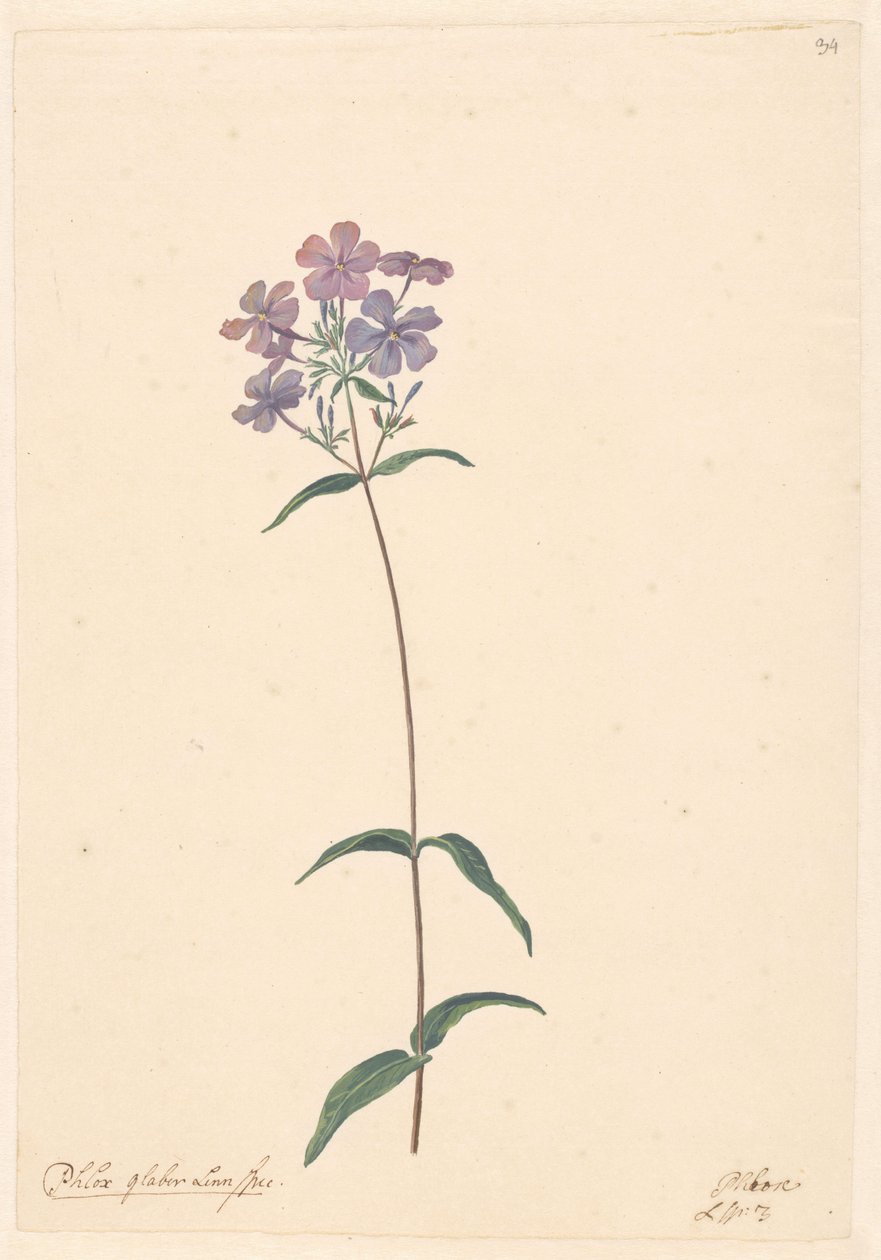 Ramo di flox da Willem van Leen (attributed to)