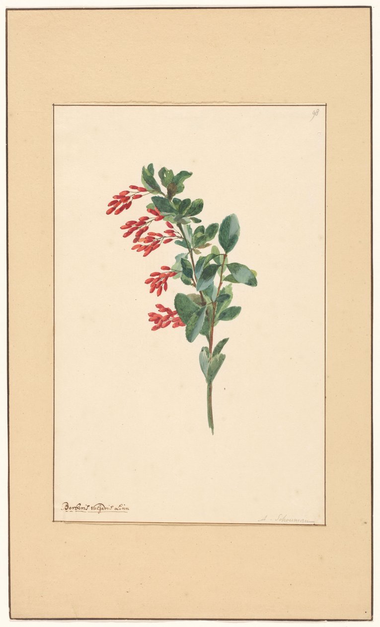 Ramo di crespino da Willem van Leen (attributed to)