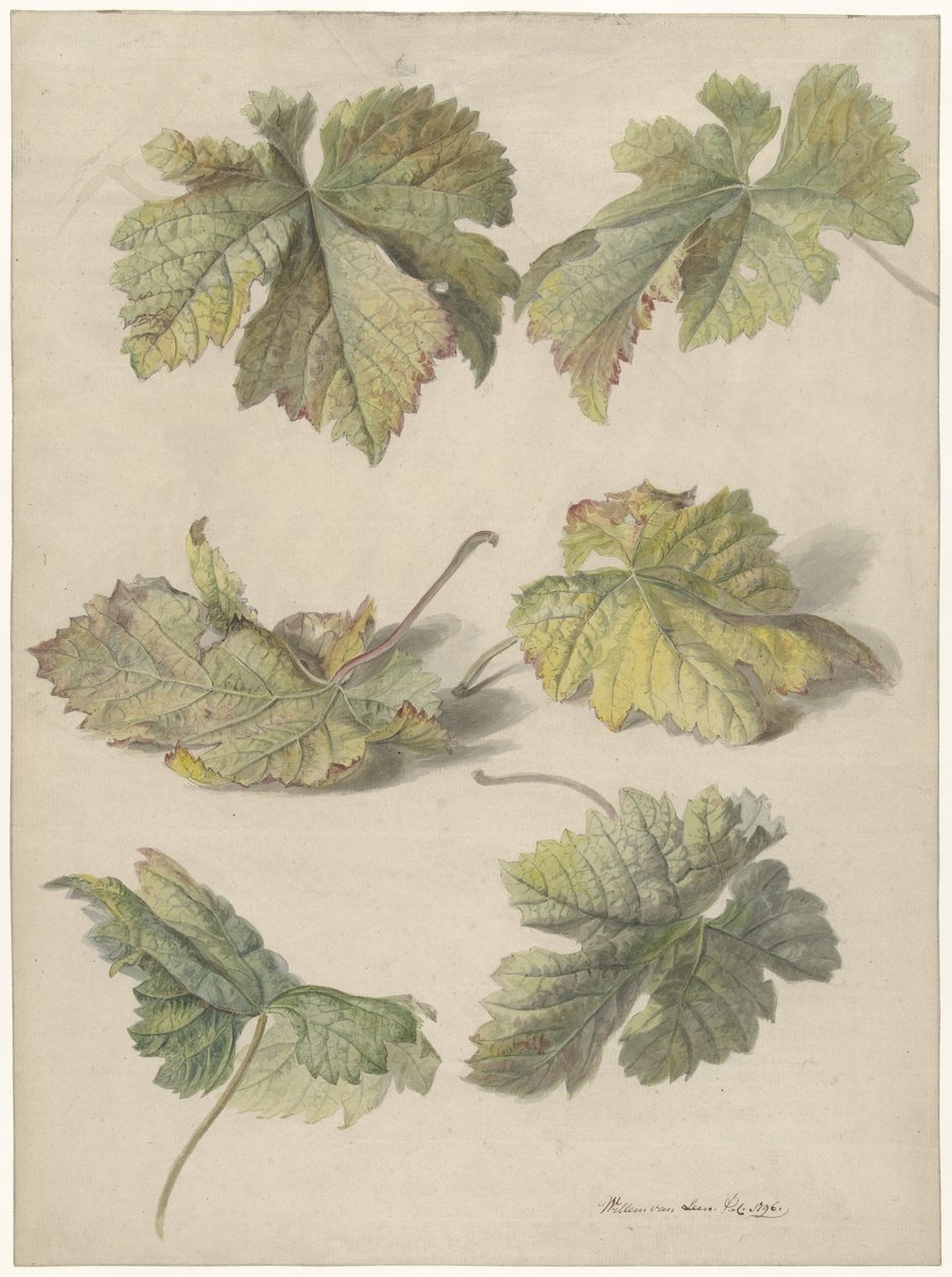 Studi di foglie di vite da Willem van Leen