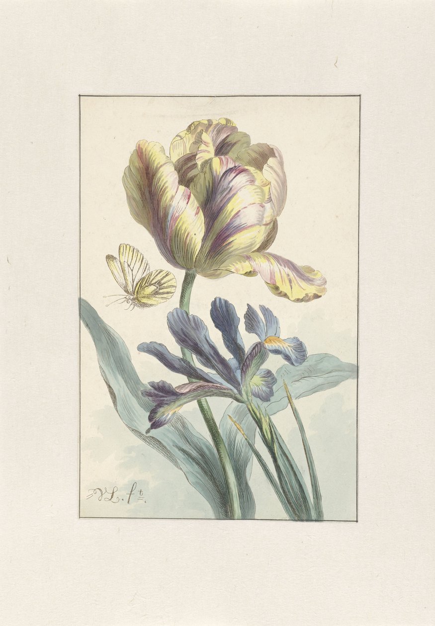 Tulipano e Iris da Willem van Leen