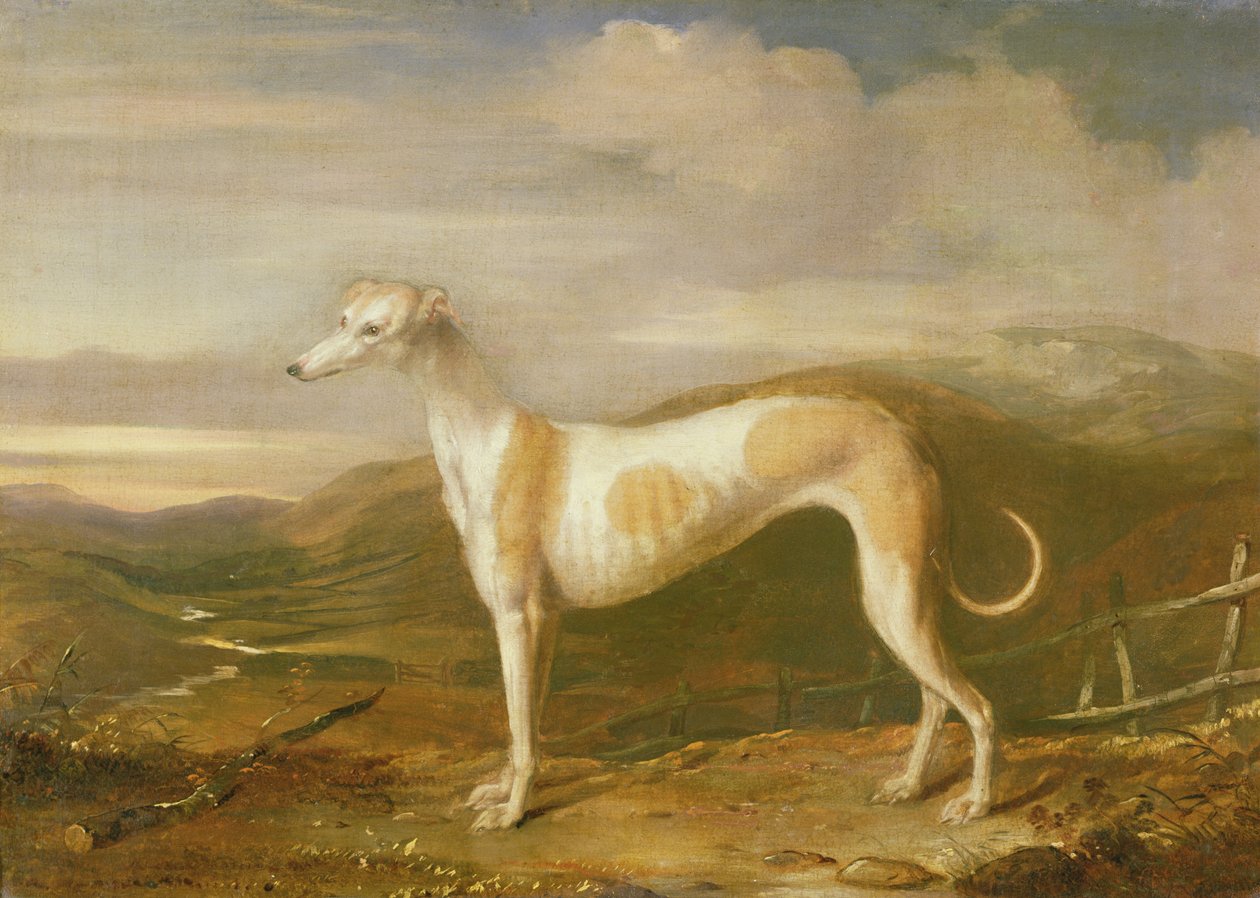 Levriero da William Barraud