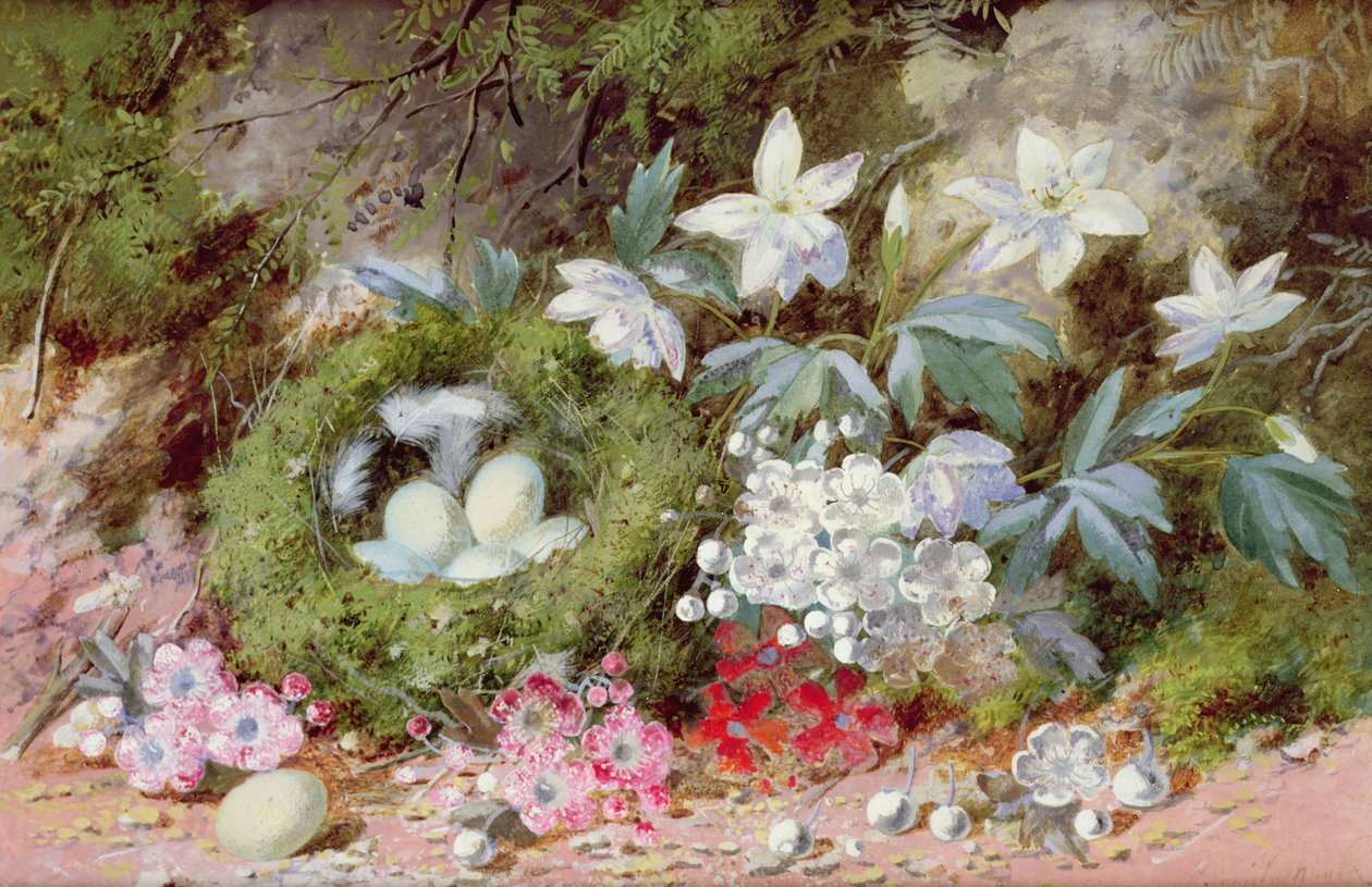 Natura morta con nido di uccelli da William Cruikshank