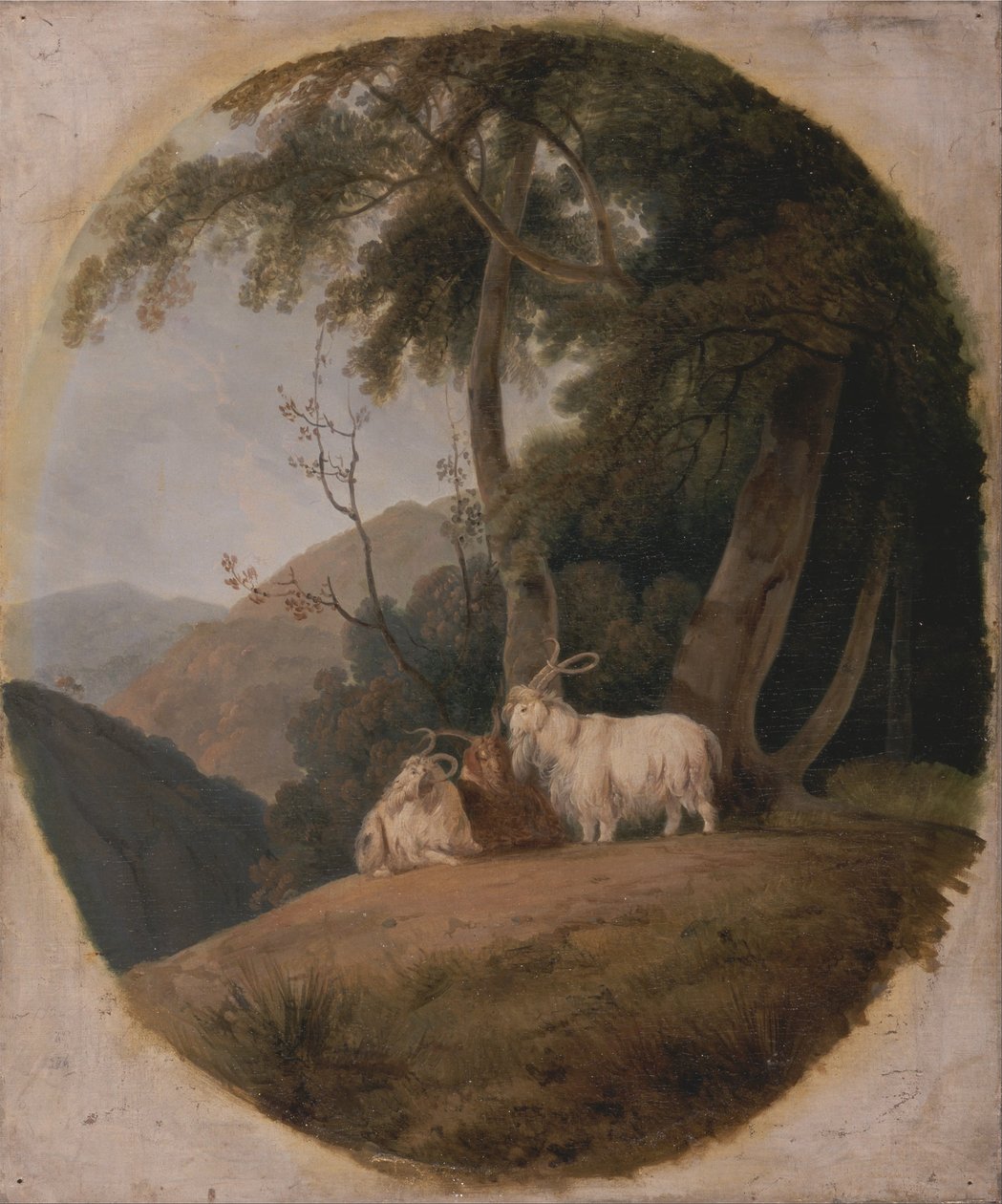 Capre del Kashmir da William Daniell