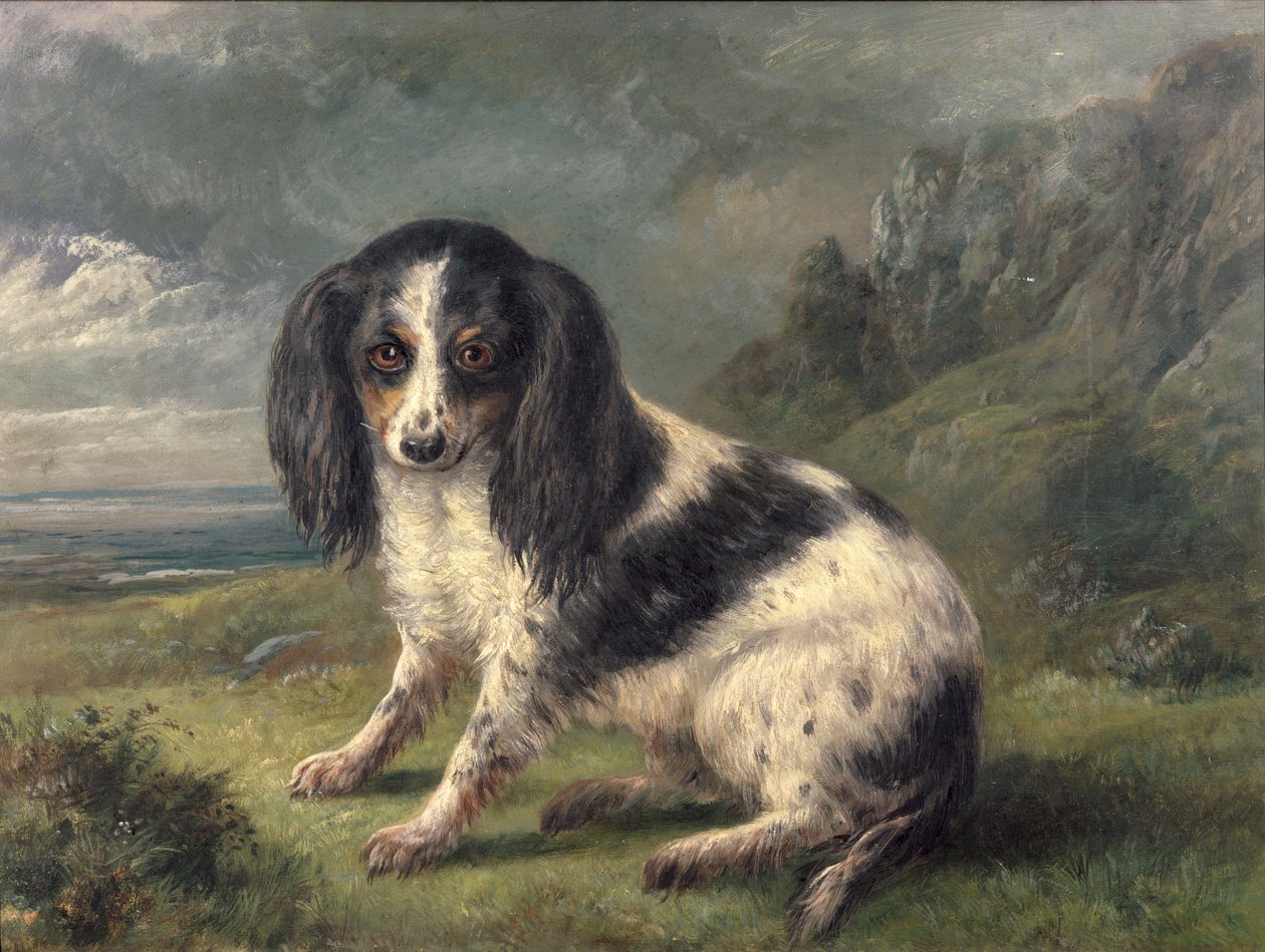 Un Cavalier King Charles Spaniel da William Ellis