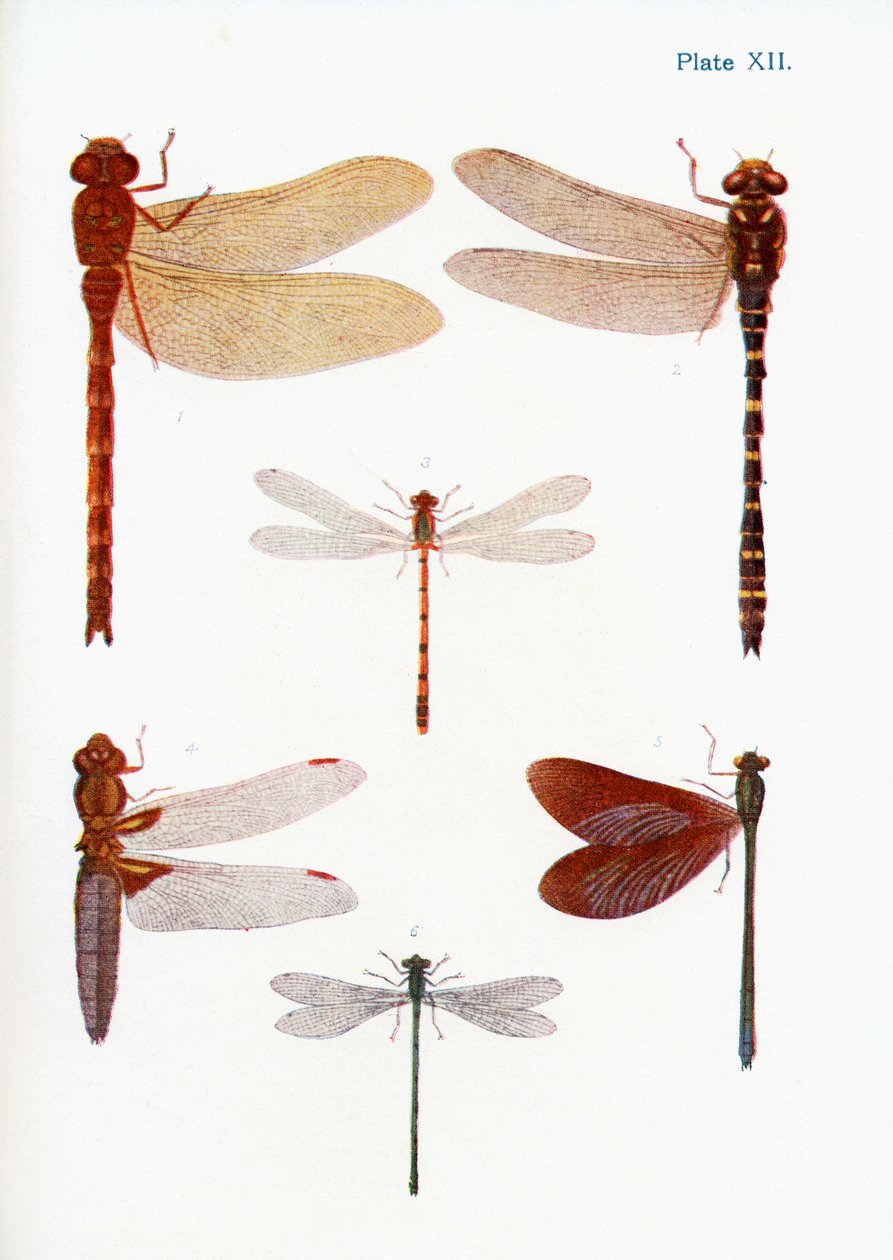 Diversi tipi di libellule, illustrazione dal libro Farfalle, falene e altri insetti e creature della campagna, pubblicato 1927 da William Samuel Furneaux