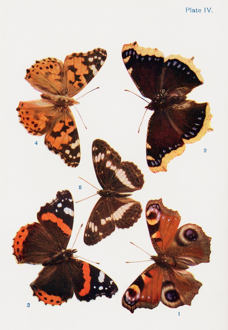 Diversi tipi di farfalle, illustrazione dal libro Farfalle, falene e altri insetti e creature della campagna, pubblicato 1927 da William Samuel Furneaux