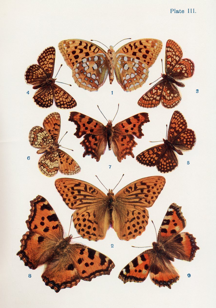 Diversi tipi di farfalle, illustrazione dal libro Farfalle, falene e altri insetti e creature della campagna, pubblicato 1927 da William Samuel Furneaux