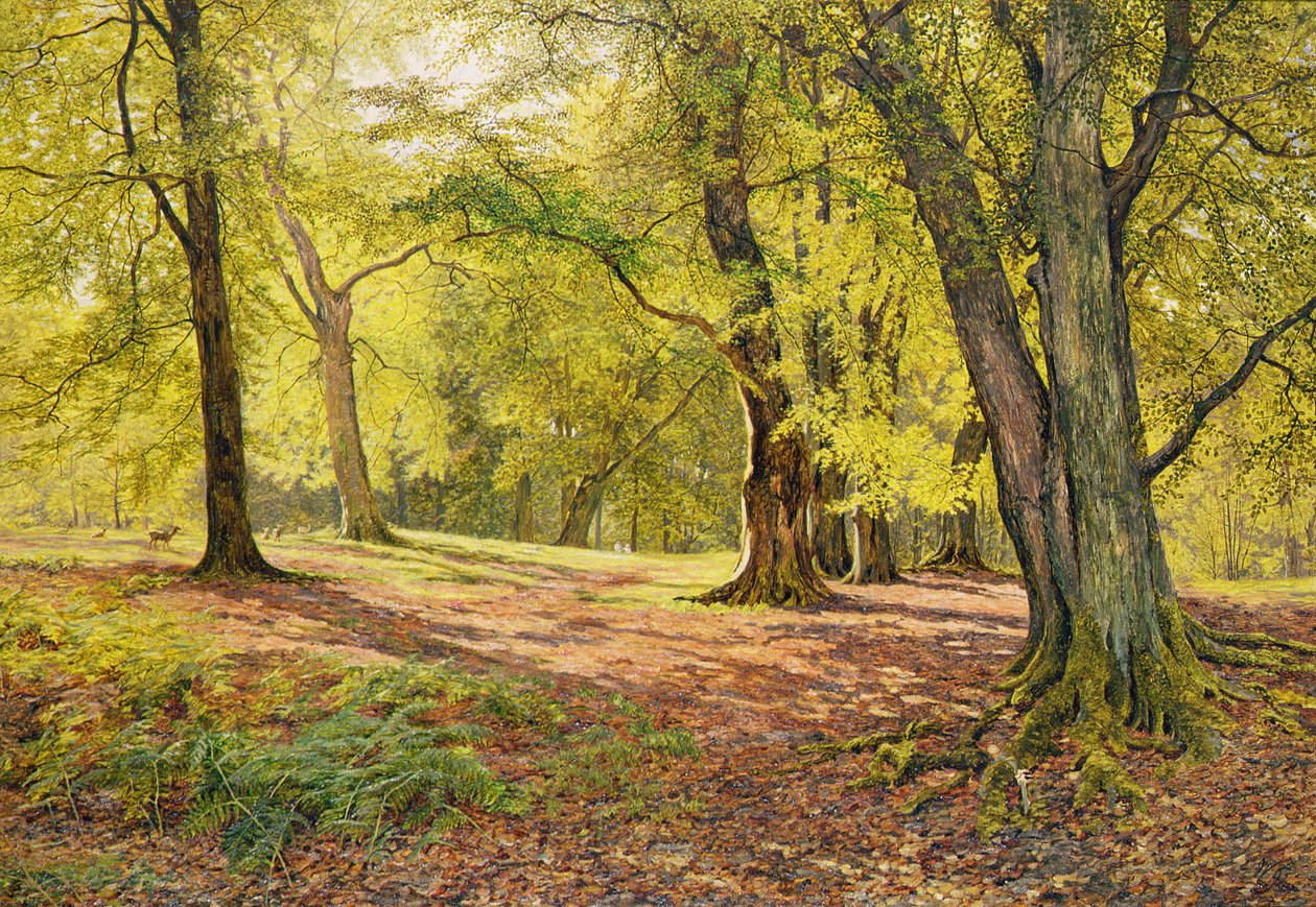 Nei boschi di faggio da William Samuel Jay