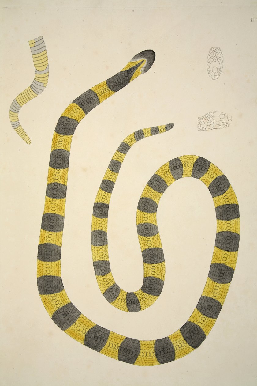 Bungarum Pamah, da un resoconto dei serpenti indiani raccolti sulla costa di Coromandel, pub. 1796 da William Skelton