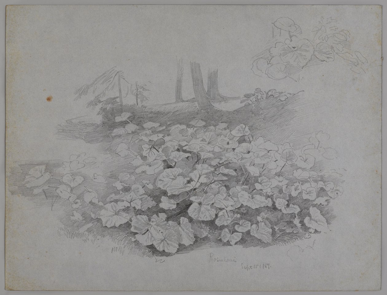 Studio di pianta, 11 settembre 1867 da William Trost Richards