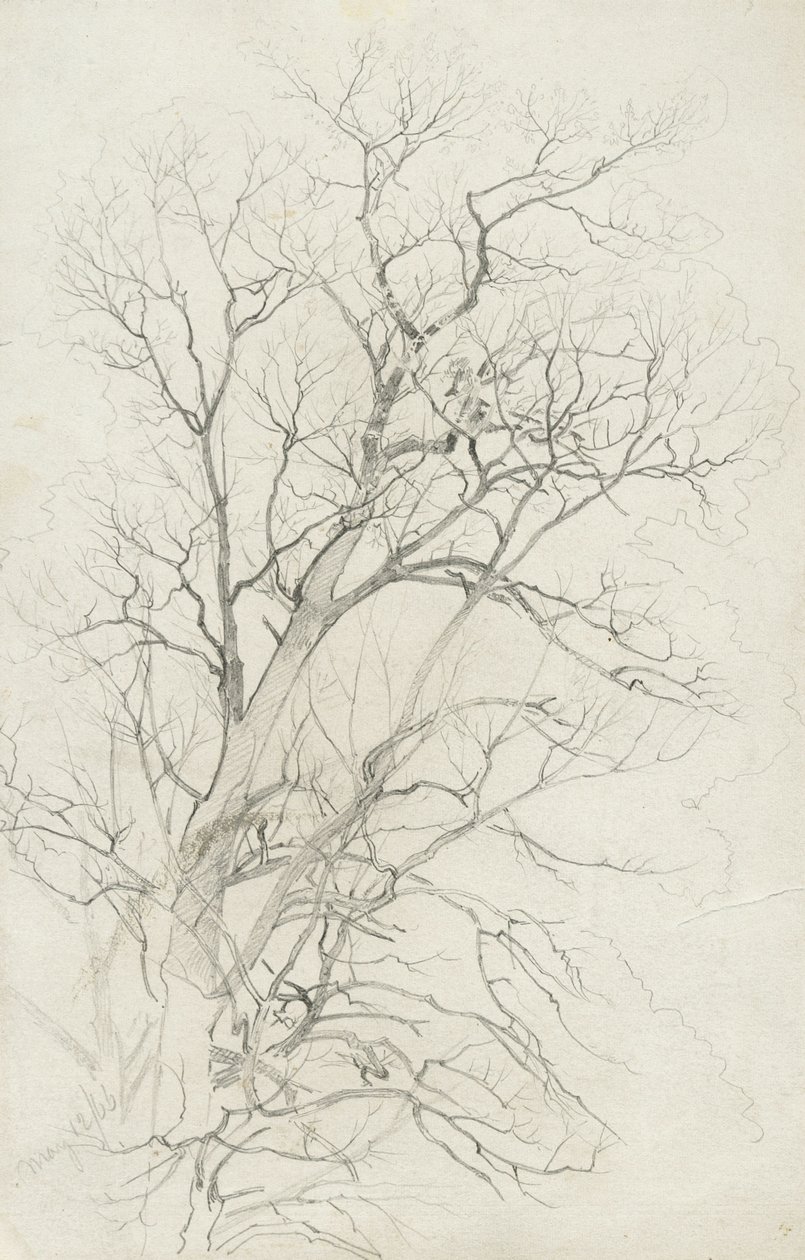 Albero, 1866 da William Trost Richards