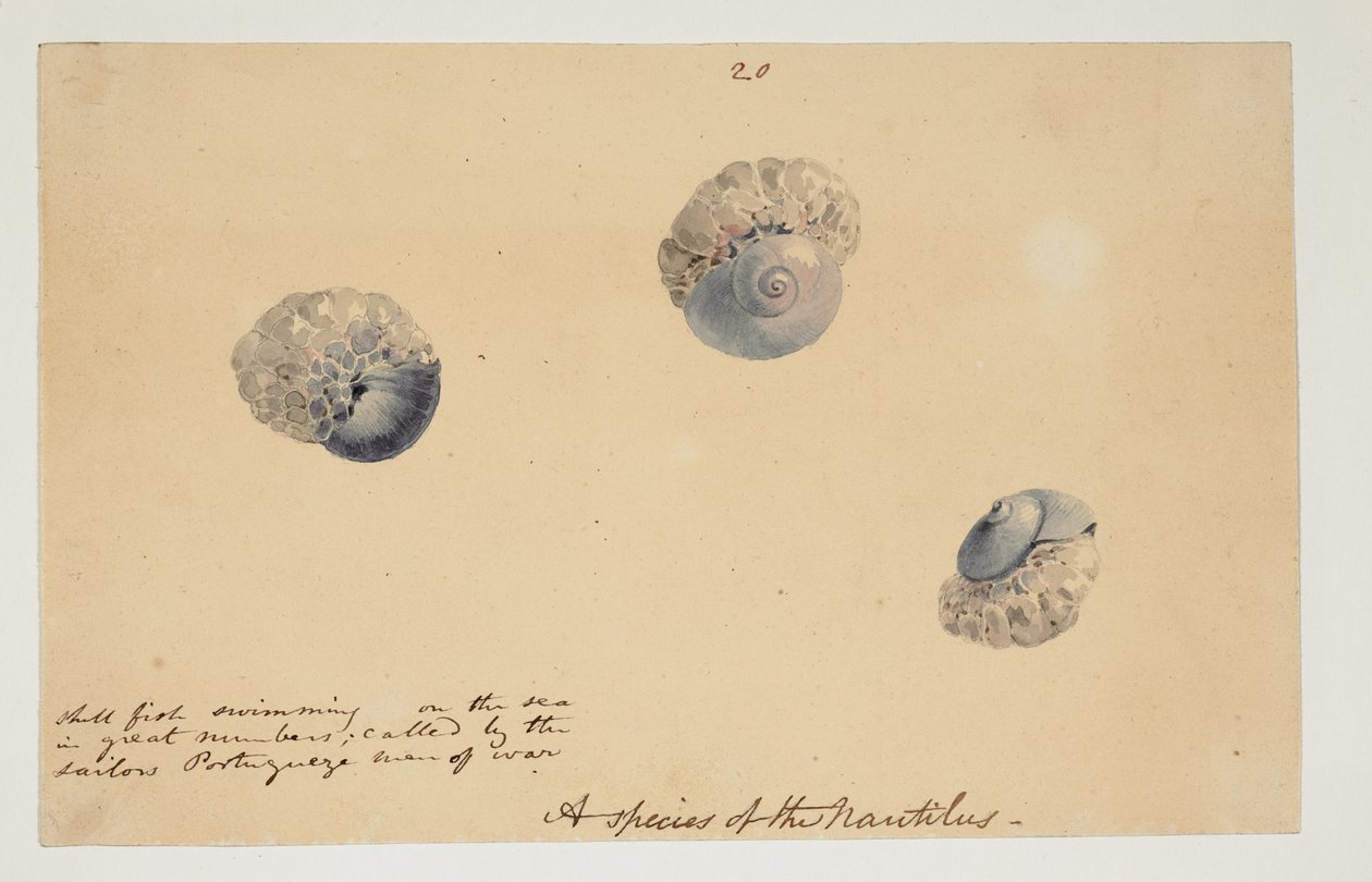 WD 961 f.20 da William Alexander