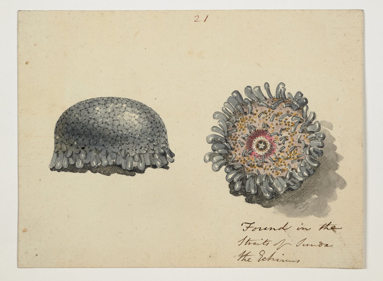 WD 961 f.21 da William Alexander