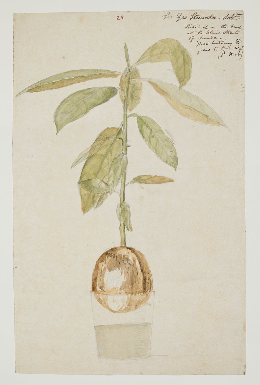 WD 961 f.28 da William Alexander