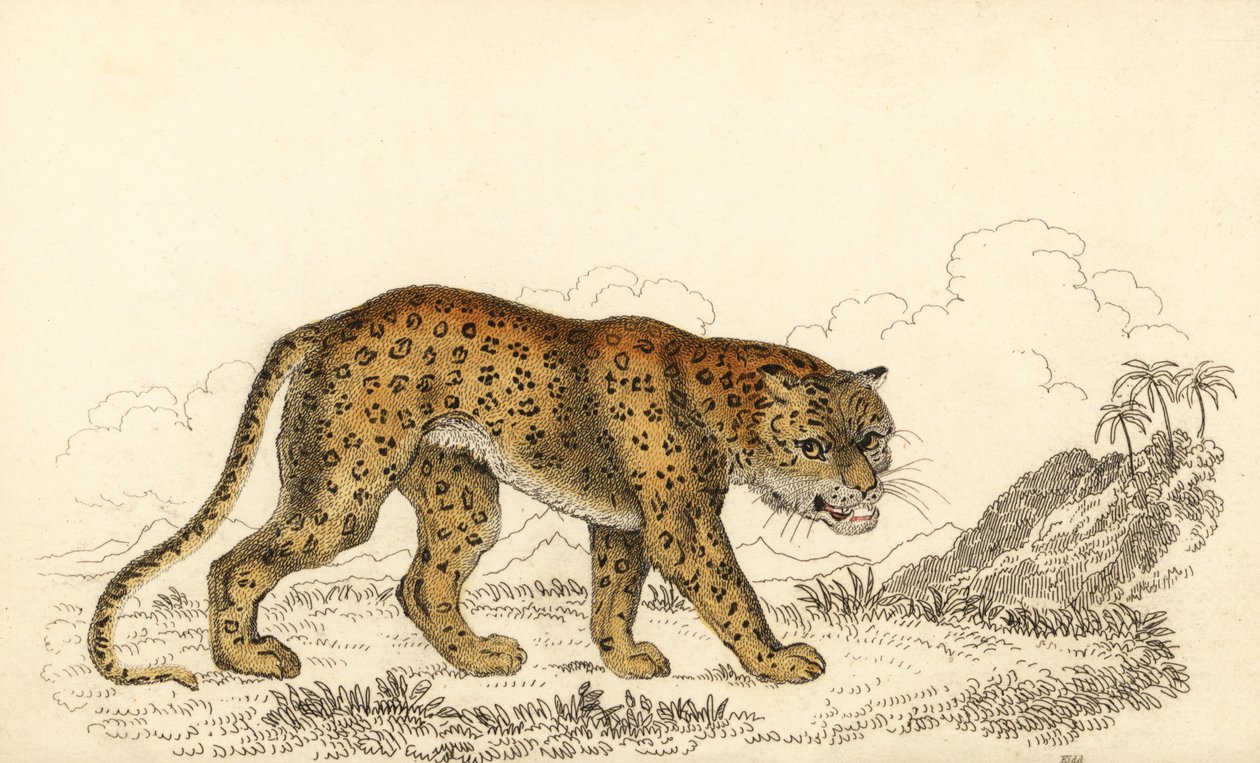 Leopardo, Panthera pardus, vulnerabile (incisione) da William Alexander Forbes