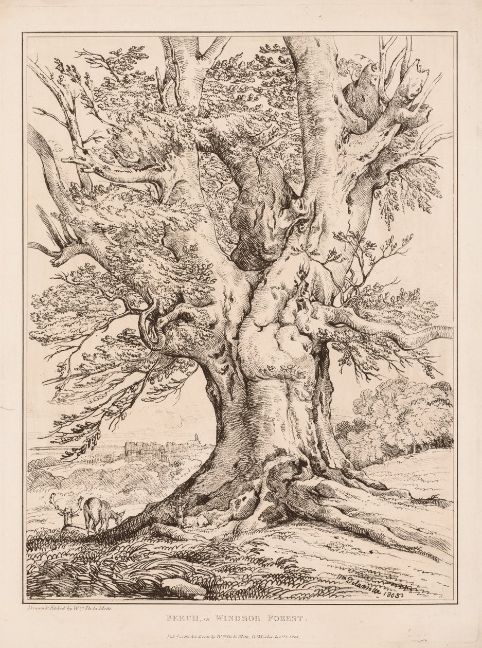 Faggio nella foresta di Windsor da William Alfred Delamotte