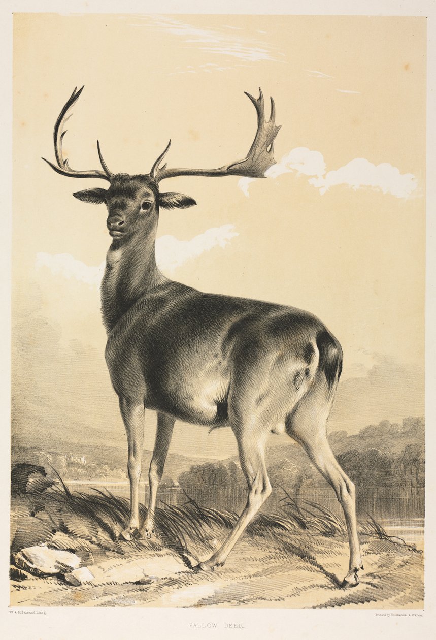Daino da William Barraud