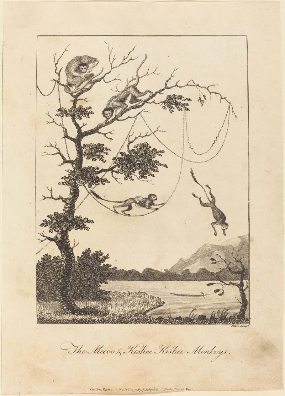 Le Scimmie Mecoo e Kisbee Kishee, 1793 da William Blake