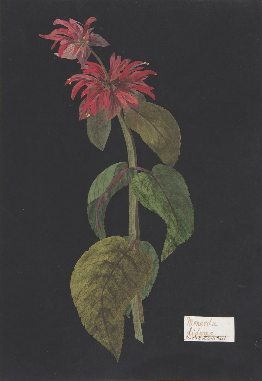 Monarda didyma Coda di leone scarlatta da William Booth Grey