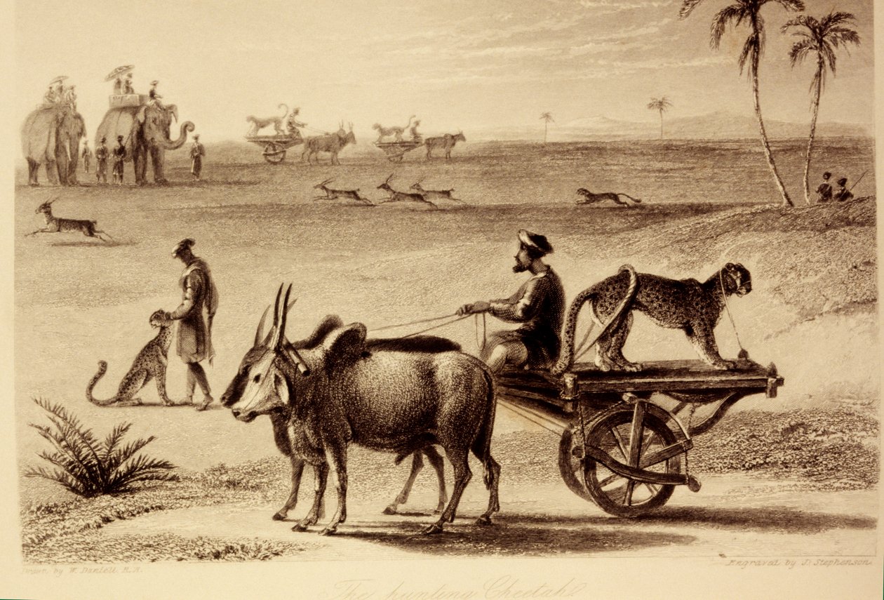 I ghepardi da caccia da William Daniell