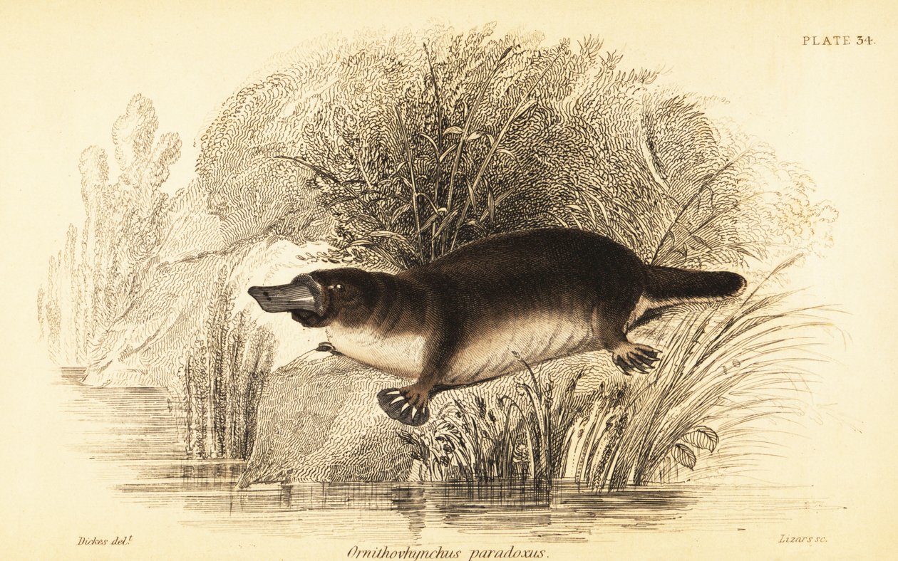 Ornitorinco, Ornithorhynchus anatinus da William Dickes