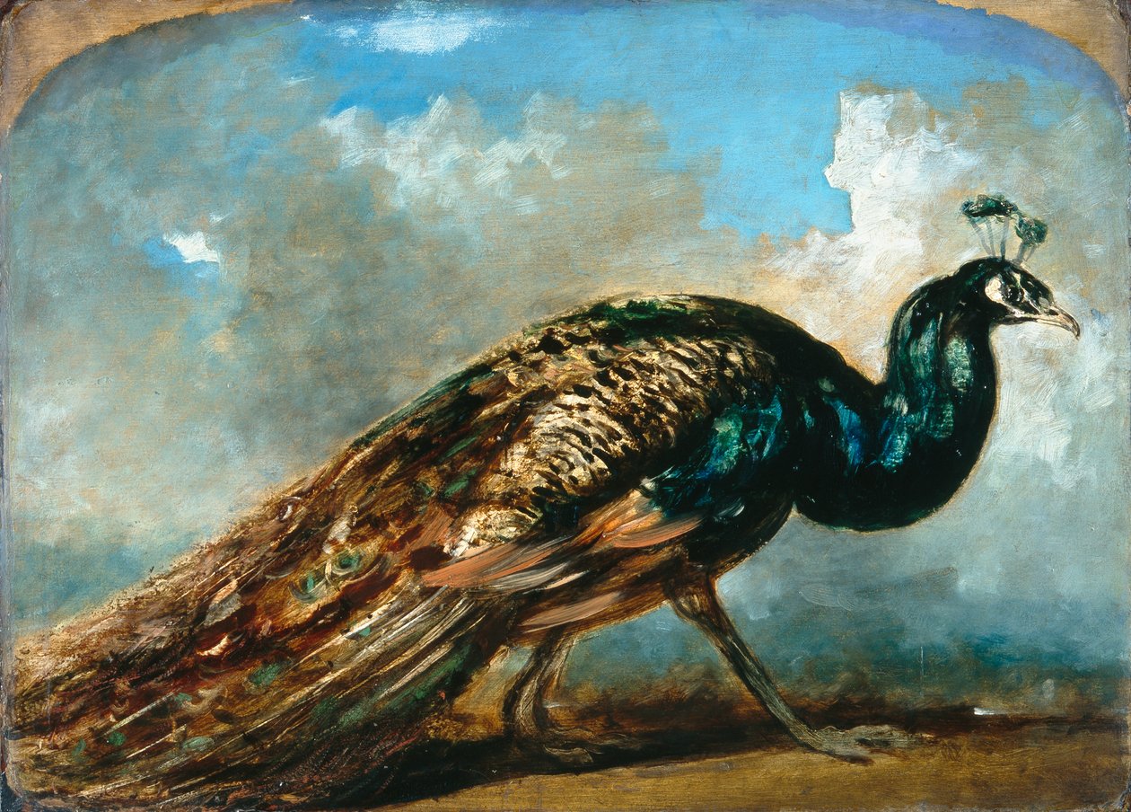 Studio di un pavone da William Etty