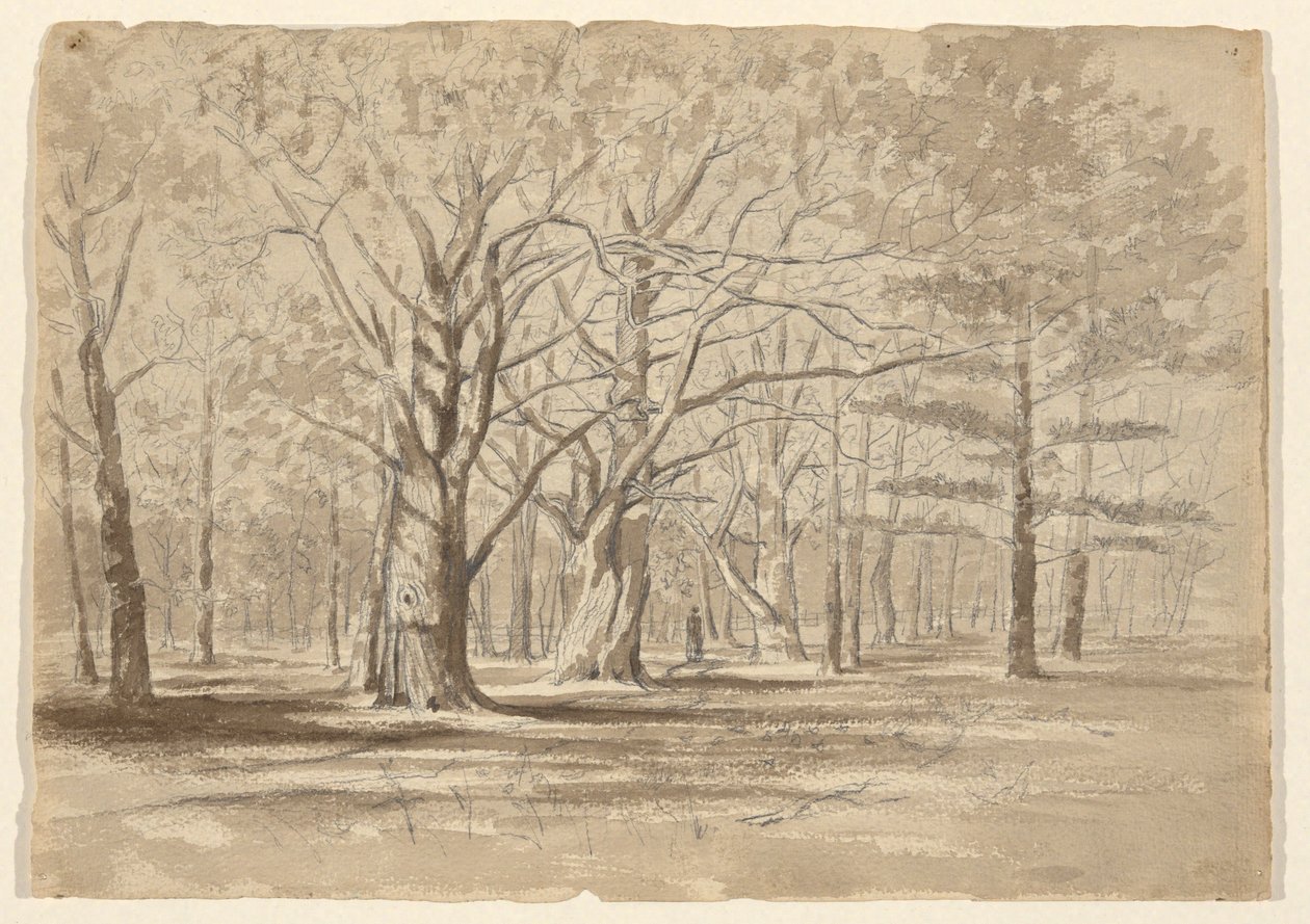 College Woods da William Fowler Hopson