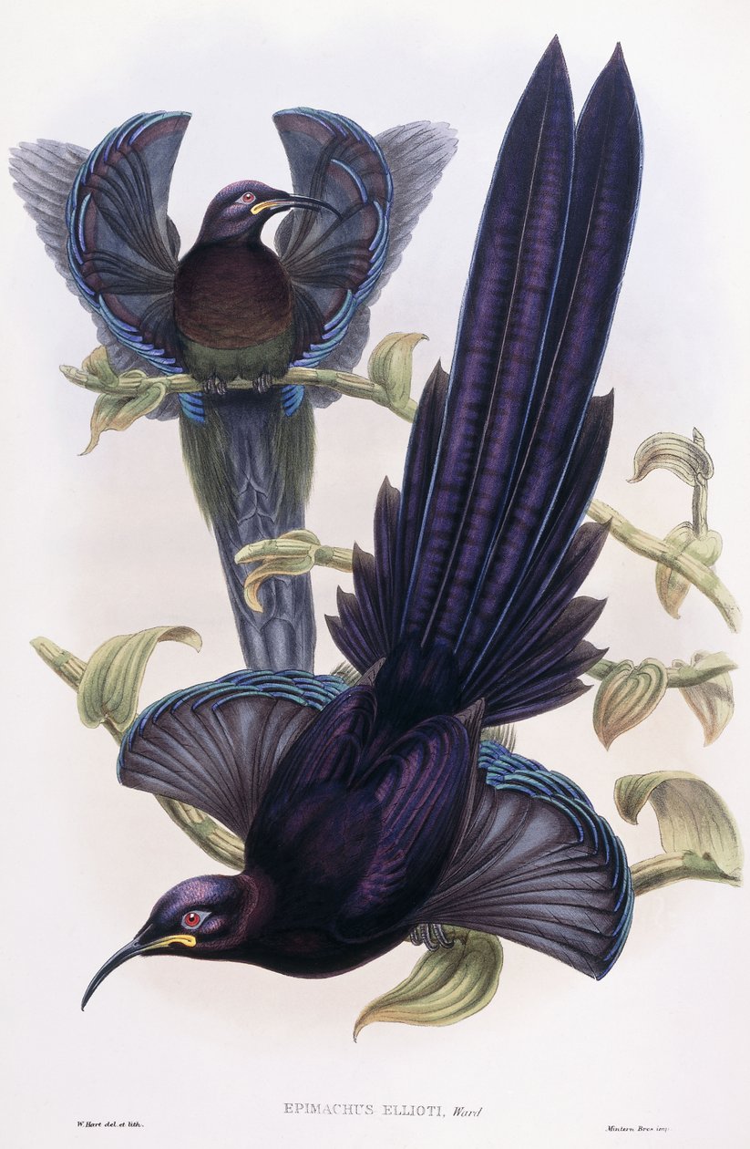 Epimachus Ellioti, Ward, c.1891-1898 da William Hart
