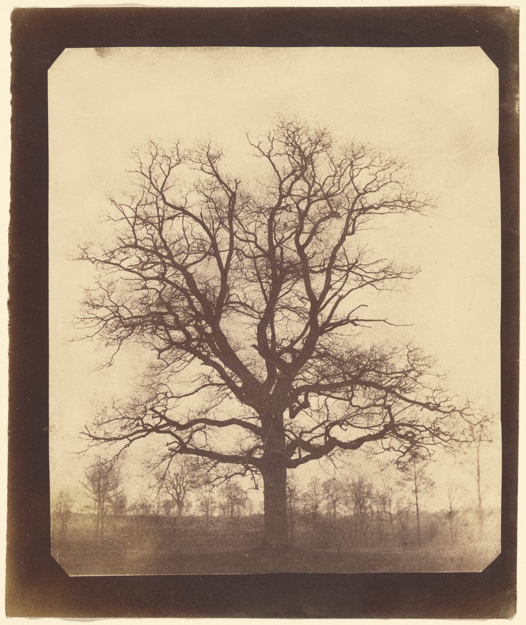 Quercia in inverno da William Henry Fox Talbot