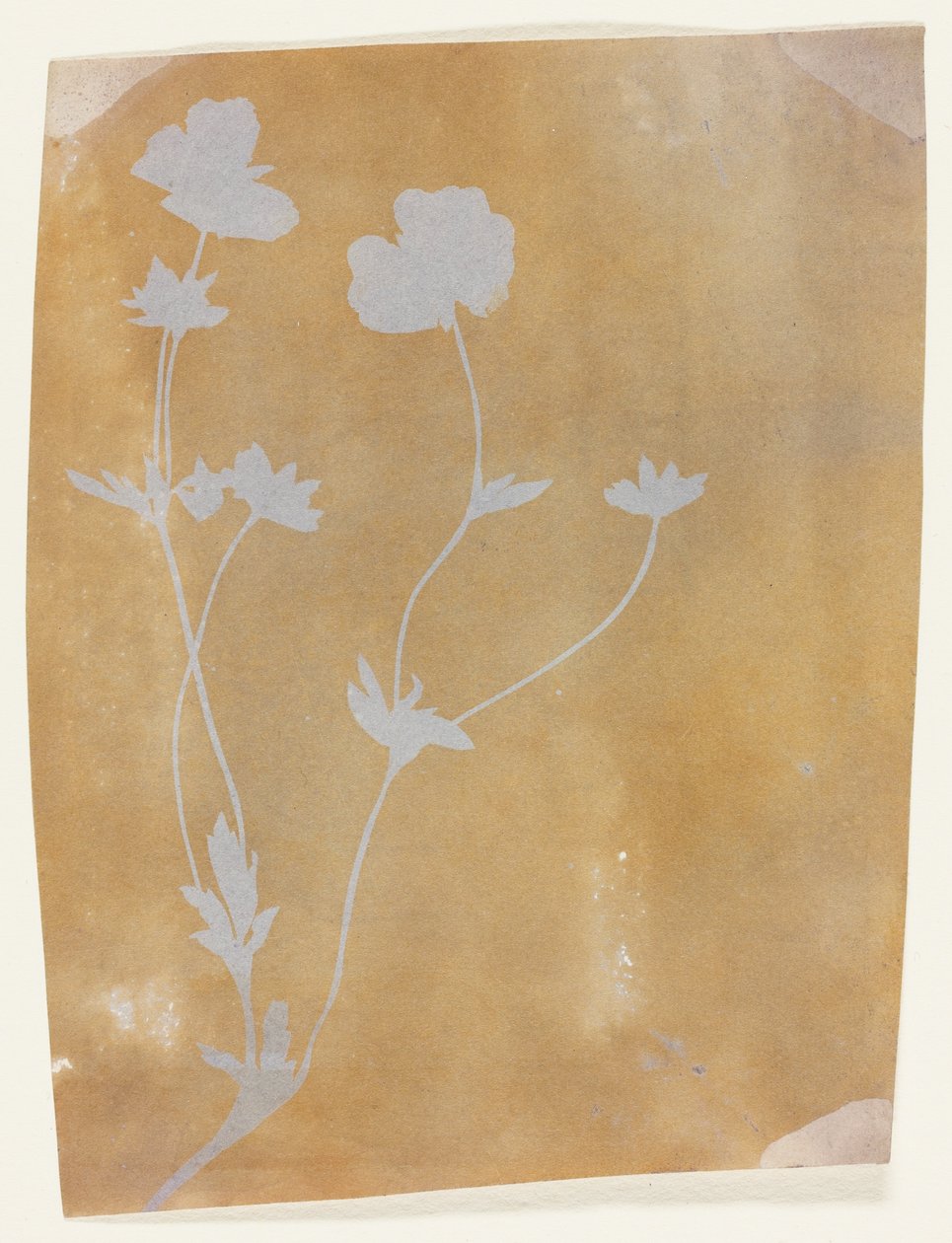 Stelo di foglie e fiori da William Henry Fox Talbot
