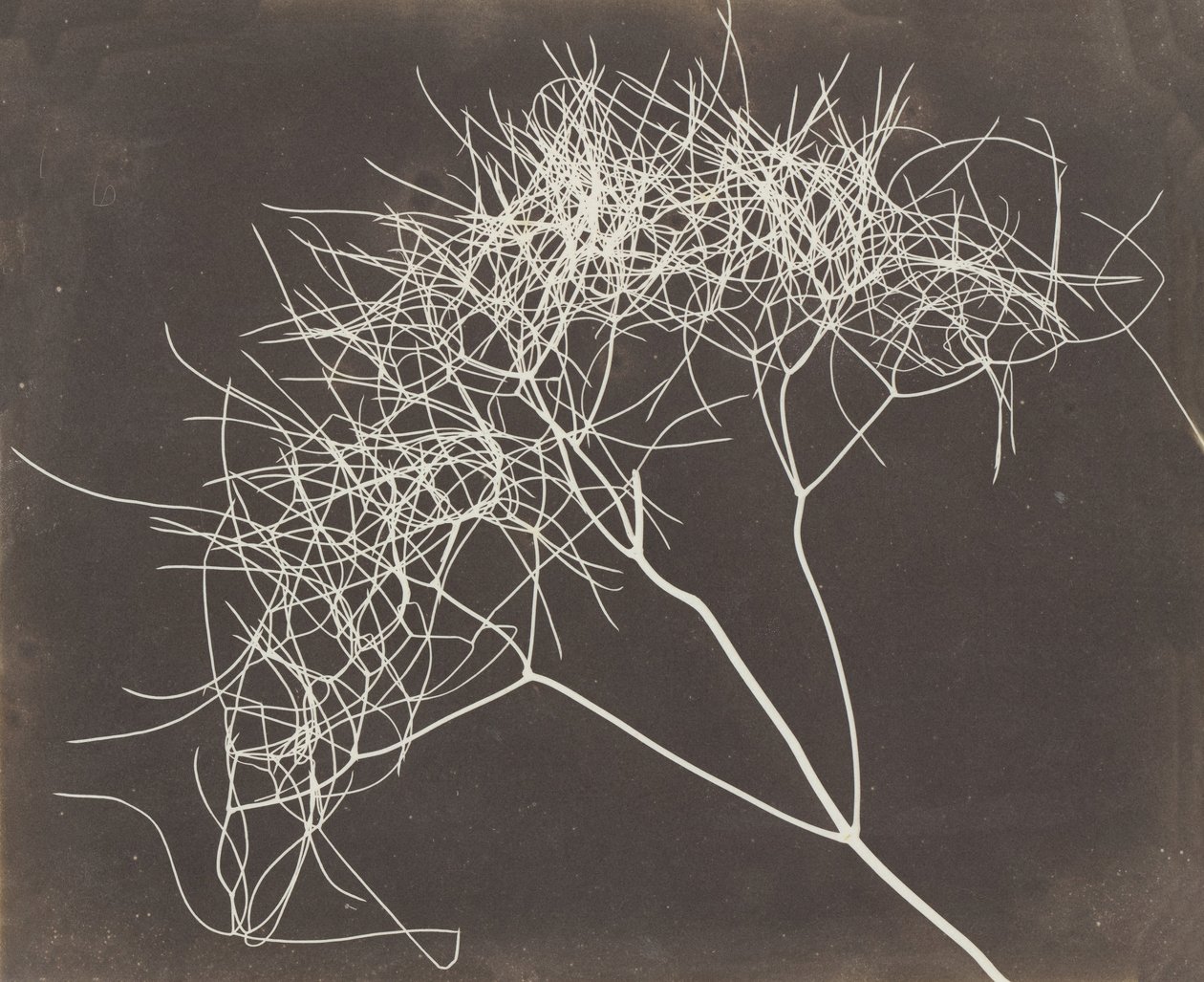 [Finocchio selvatico], 1841-42 da William Henry Fox Talbot