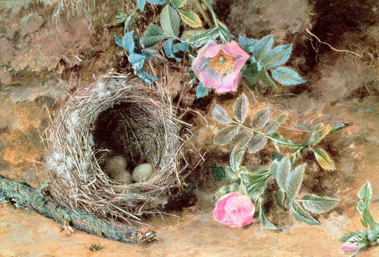 Rose selvatiche e nidi di uccelli da William Henry Hunt