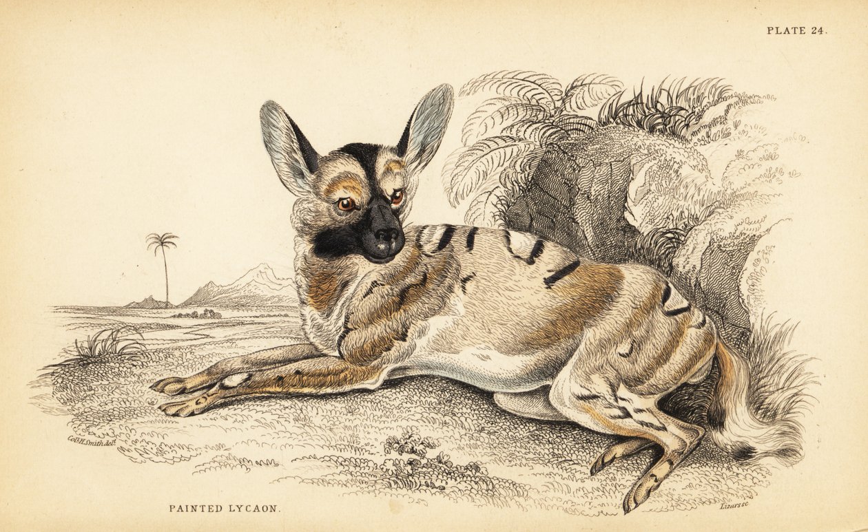 Cane selvatico africano, Lycaon pictus, in pericolo da William Home Lizars