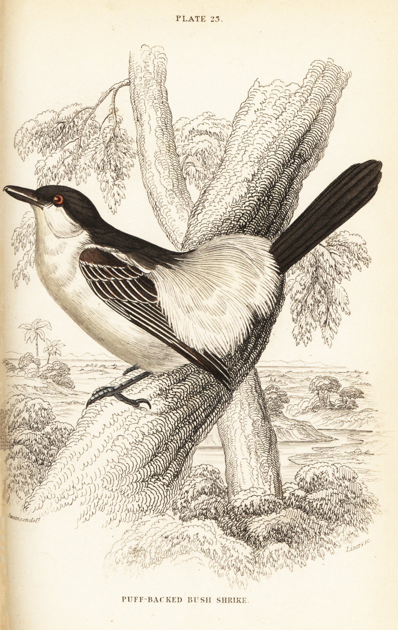 Puffback dal dorso nero, Dryoscopus cubla da William Home Lizars