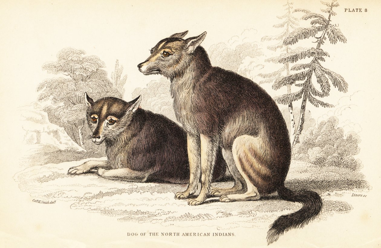 Coyote, Canis latrans da William Home Lizars