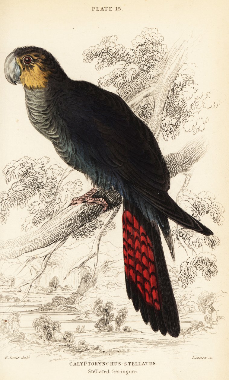Cacatua nero lucido, Calyptorhynchus lathami da William Home Lizars