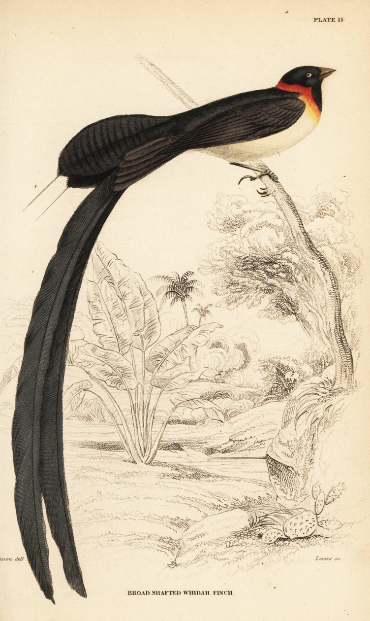 Vedova del paradiso dalla lunga coda, Vidua paradisaea da William Home Lizars
