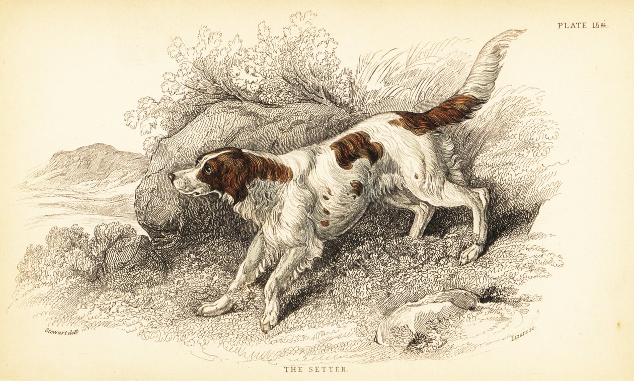 Setter, Canis lupus familiaris (Canis index) da William Home Lizars