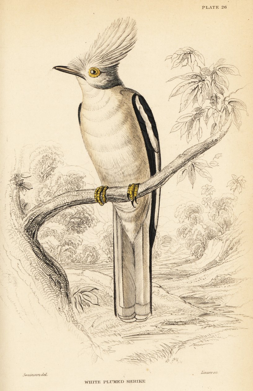 Prionops plumatus da William Home Lizars