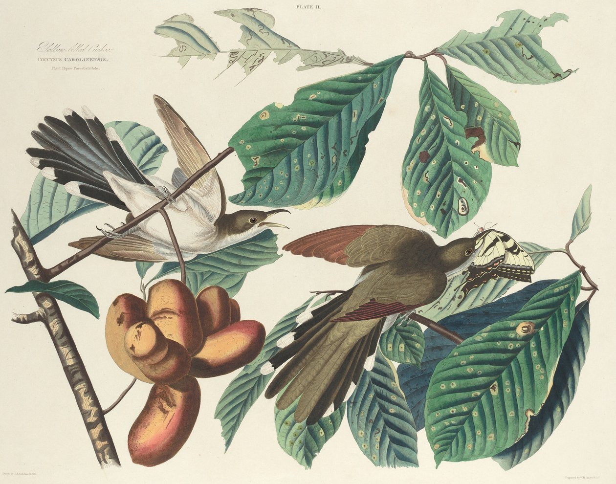 Cuculo dal becco giallo da William Home Lizars after John James Audubon